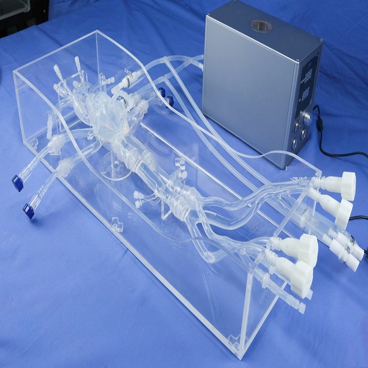 結(jié)構(gòu)性心臟模型